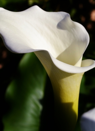 Close up of beautiful white Arum Lilyの写真素材