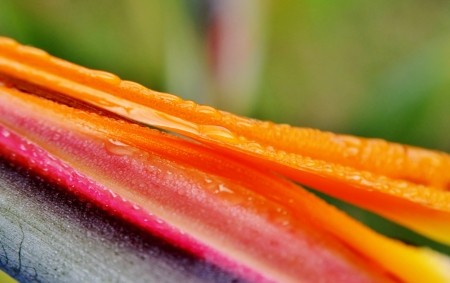Close up of new strelitzia reginae flower with rain dropsの写真素材