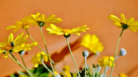 Close up of yellow daisy blossom in sunlightの写真素材