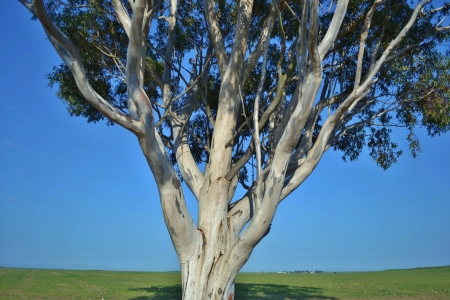 Landscape with bluegum tree against blue skyの写真素材