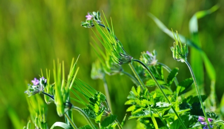 Close up of blooming grass in bright sunlight