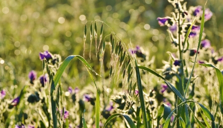 Close up of wet grass in morning light