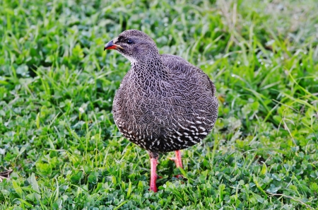 Close up of Cape spurfowl in green grassの写真素材