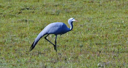 Landscape with blue crane on meadowの写真素材