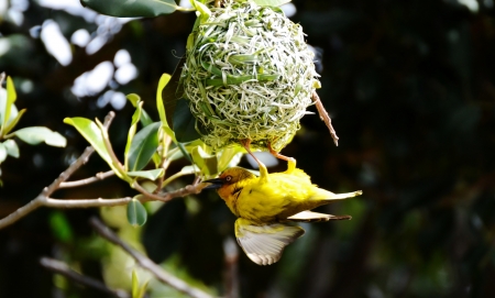 Weaver bird hanging from the nestの写真素材