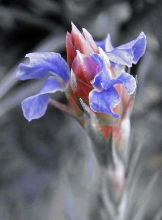 Close up of Tillandsia bergeri blossomの写真素材