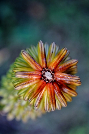 Close up of aloe buds from the topの写真素材