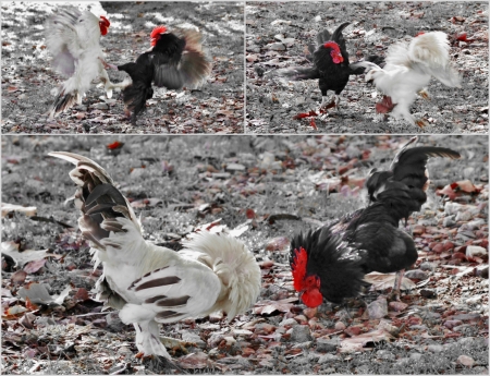 Collage of a black and a white rooster fightingの写真素材