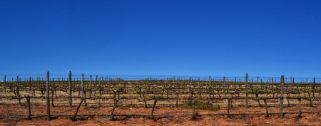 Panorama with vineyard in springの写真素材