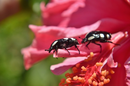 Close up of Fruit Beetle on pink Hibiscus blossomの写真素材