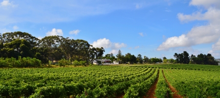 Landscape with green Vineyard and blue skyの写真素材