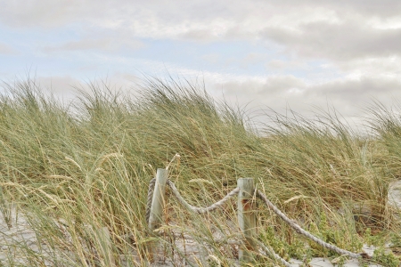 Dune landscape on the Big Bay beach Cape Townの写真素材