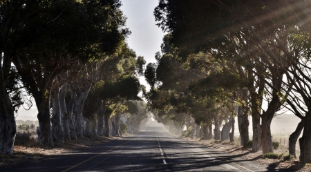 Landscape with Eucalyptus Avenue in morning lightの写真素材
