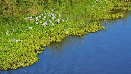 Little Creek running through green plantsの写真素材