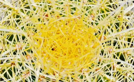 Close up of beautiful cactus with spinesの写真素材