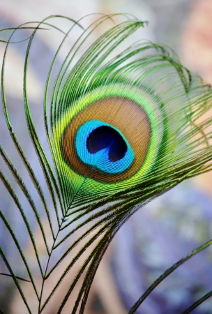 Close up of colorful peacock featherの写真素材