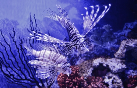 Close up of Lion fish in Aquariumの写真素材