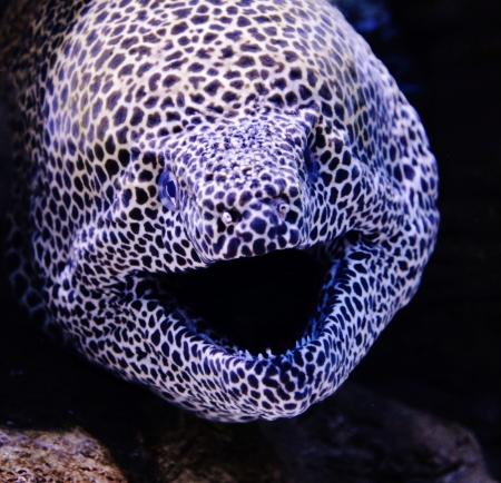Close up of Moray eel in Aquarium