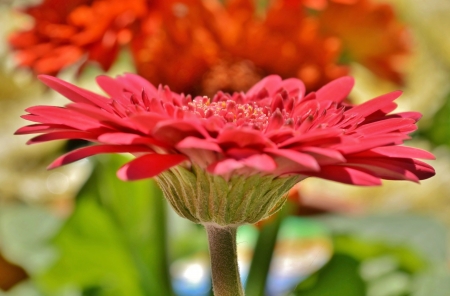 Close up of beautiful red gerbera in sunlightの写真素材