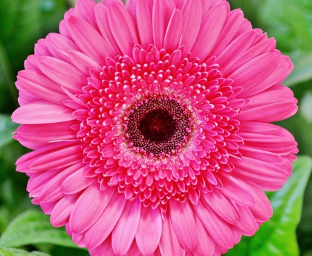 Close up of pink gerbera in sunlightの写真素材