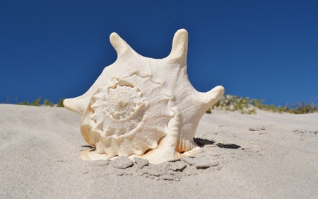 Close up horned helmet snail on the beachの写真素材