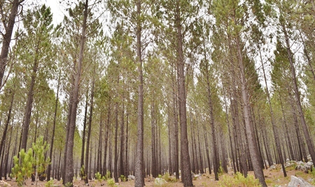 Inside a dark Pine forrest with big trees