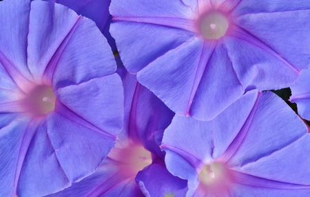 Close up of blue Ipomoea tricolor Heavenly Blueの写真素材