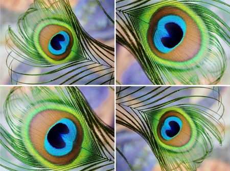 Close up of colorful peacock featherの写真素材