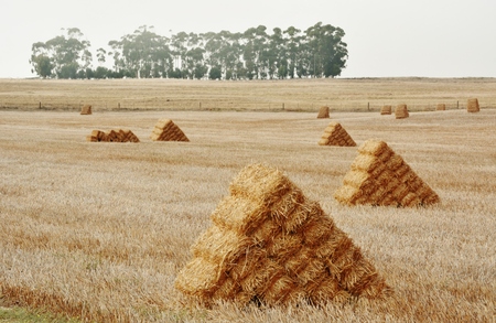 Landscape with dry wheat fields and bales of strawの写真素材