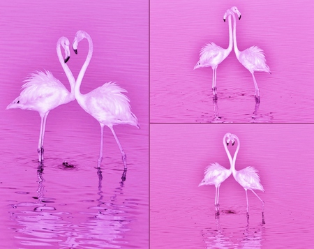 Collage of  Flamingos feeding in the Milneton Lagoon early in the morningの写真素材