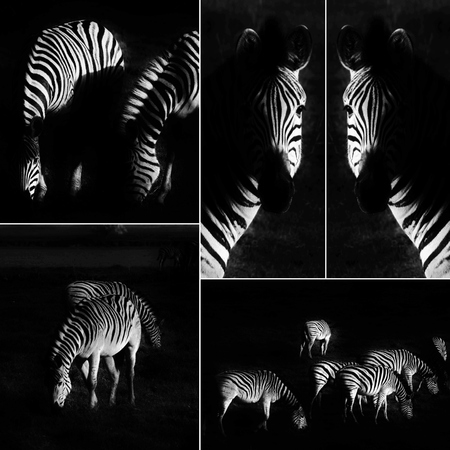 Collage of Zebras in black and whiteの写真素材
