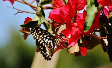 Macro image of beautiful great emperor butterflyの写真素材