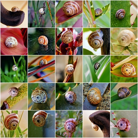 Collage with Garden snail close up sの写真素材