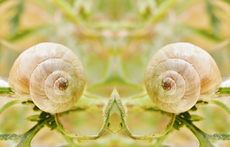 Close up of garden snail houseの写真素材