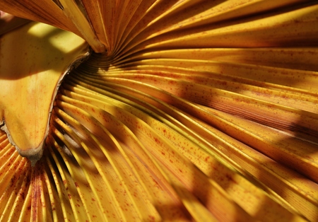 Close up of palm leaf against the sunlight