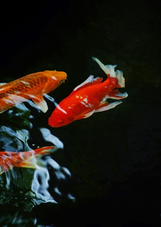 Colorful ornamental koi fish in pondの写真素材