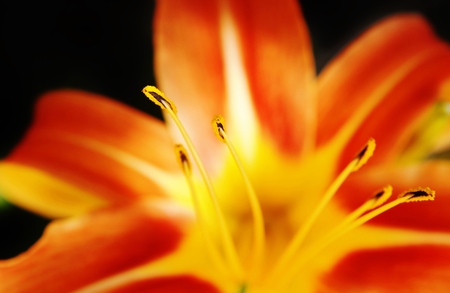 Close up of beautiful fire lily in sunshineの写真素材