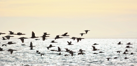 Seascape with Kormorant flying over the Atlantic Oceanの写真素材
