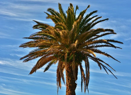 Palm tree close up at sunriseの写真素材