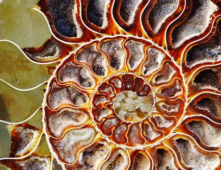 Close up of beutiful Nautilus fossil cutの写真素材