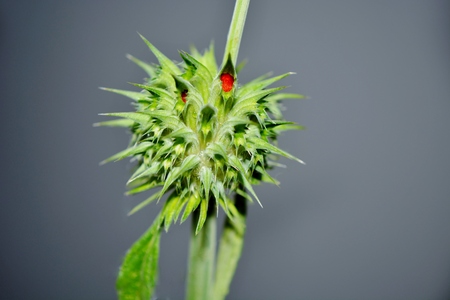 Close up of Leonotis leonurus Wild Dagga Plantの写真素材