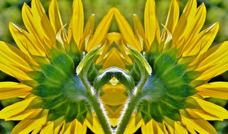 Collage with beautiful sunflowerの写真素材