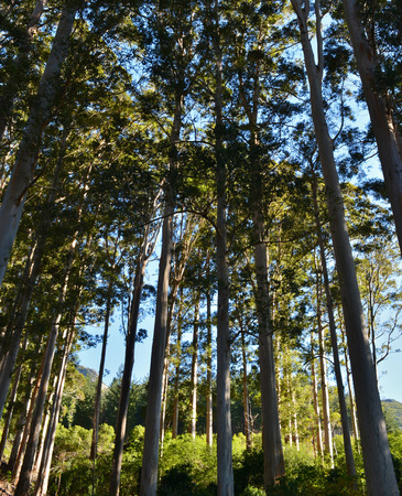 Forest with Eucalyptus trees in morning lightの写真素材