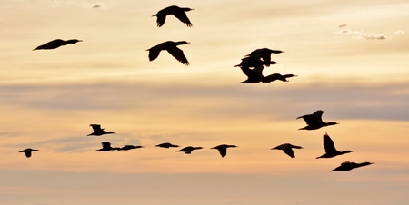 Flock of Cormorants at sunrise flying awayの写真素材