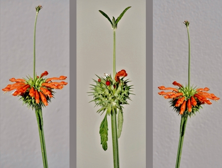 Close up of Leonotis leonurus Wild Dagga Plantの写真素材
