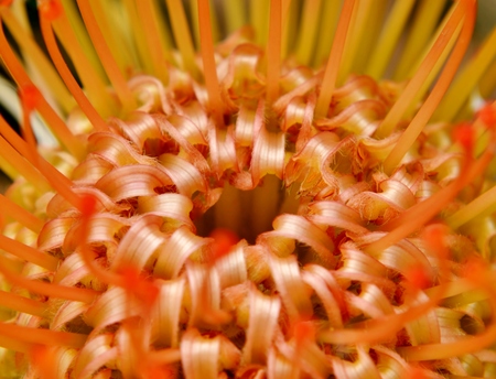 Close up of common pincushion protea