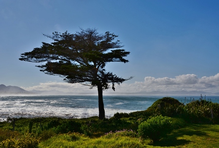 Landscape with Pine tree on the edge of the seaの写真素材