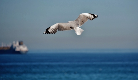 Seascape with Seagull sailing in the windの写真素材
