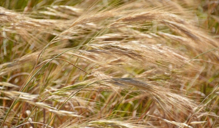 Close up of grass in beautiful morning light