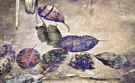 Close up of leafs swimming in a pondの写真素材